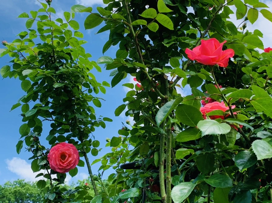 IMG_5766.jpg?type=w966