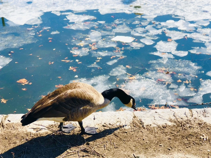 IMG_5108.jpg?type=w966