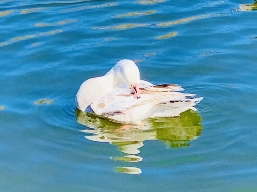 IMG_8940.jpg?type=w966