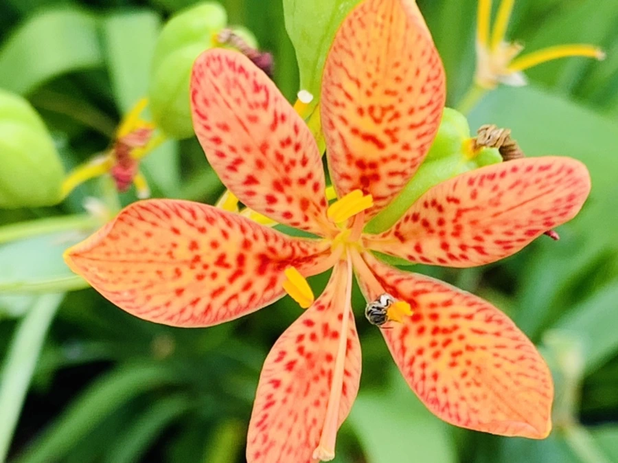 IMG_1044.jpg?type=w966