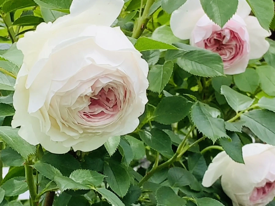 IMG_9667.jpg?type=w966