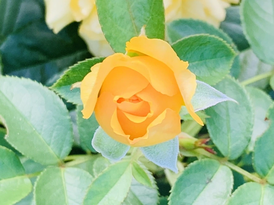 IMG_2930.jpg?type=w966