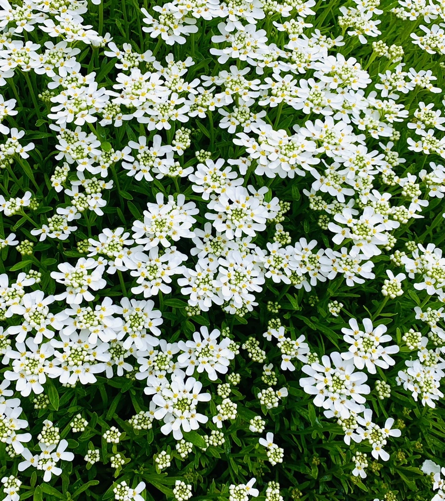 IMG_4038.jpg?type=w966