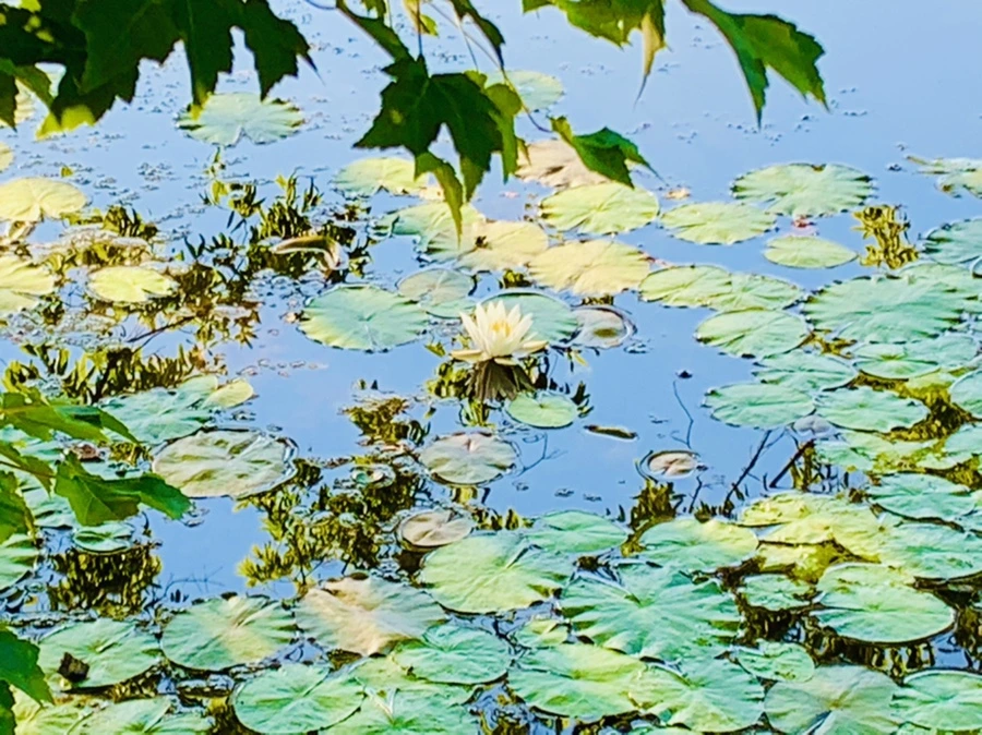 IMG_4256.jpg?type=w966