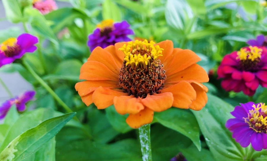 IMG_1827.jpg?type=w966