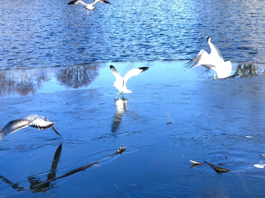 IMG_0517.jpg?type=w966