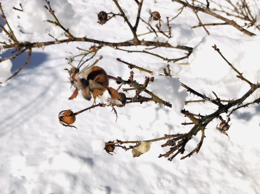 IMG_1408.jpg?type=w966