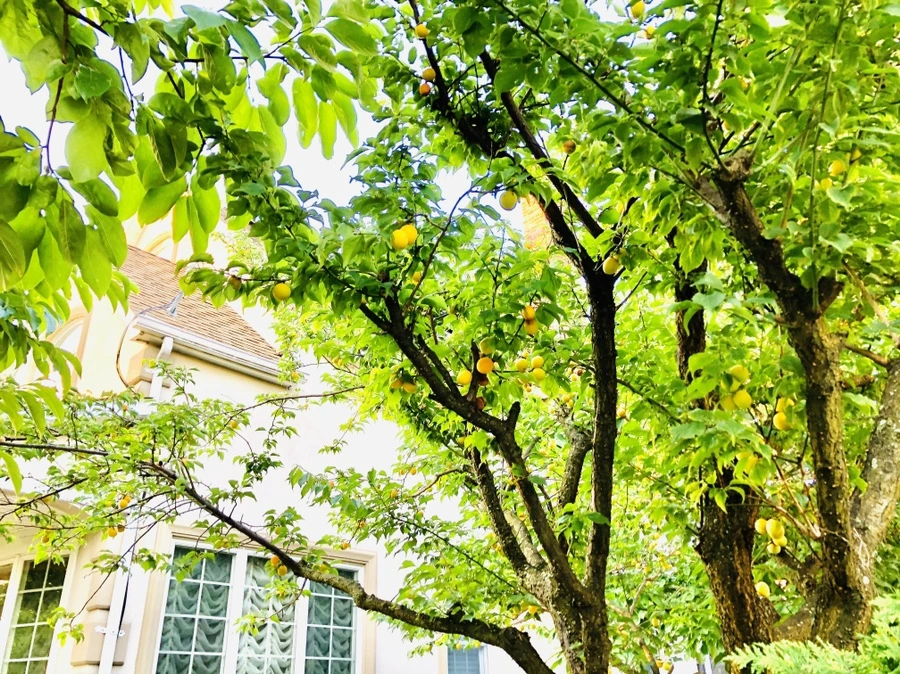 IMG_1487.jpg?type=w966