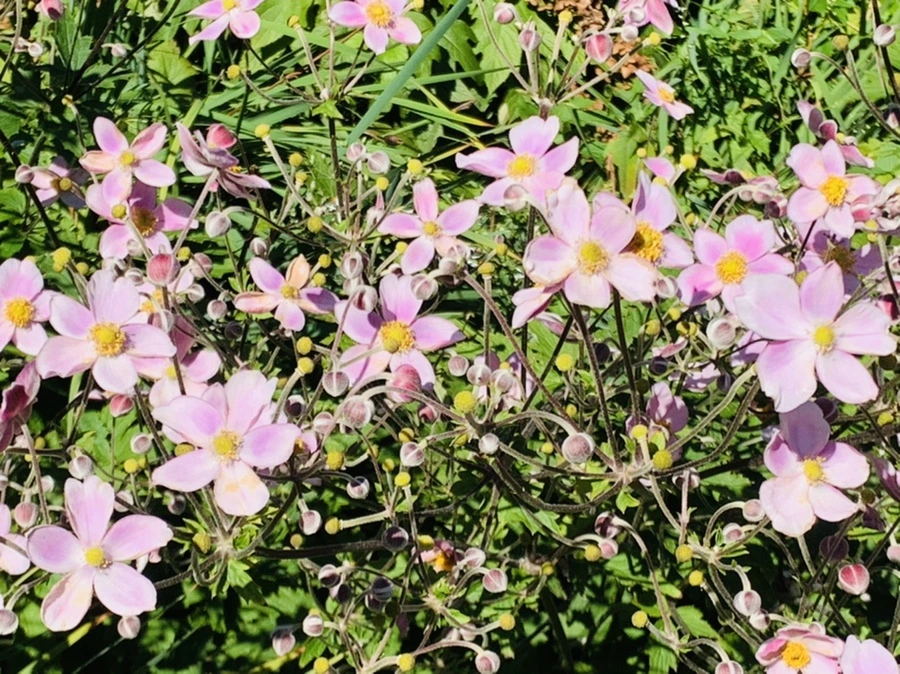 IMG_7613.jpg?type=w966