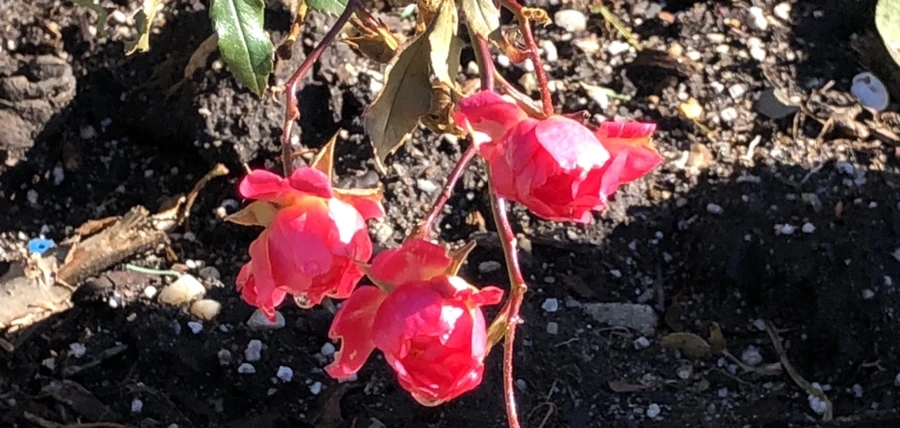 IMG_9804.jpg?type=w966