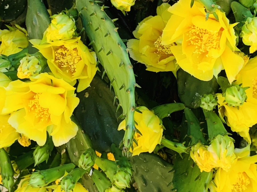 IMG_4341.jpg?type=w966