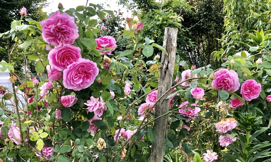 IMG_7624.jpg?type=w966