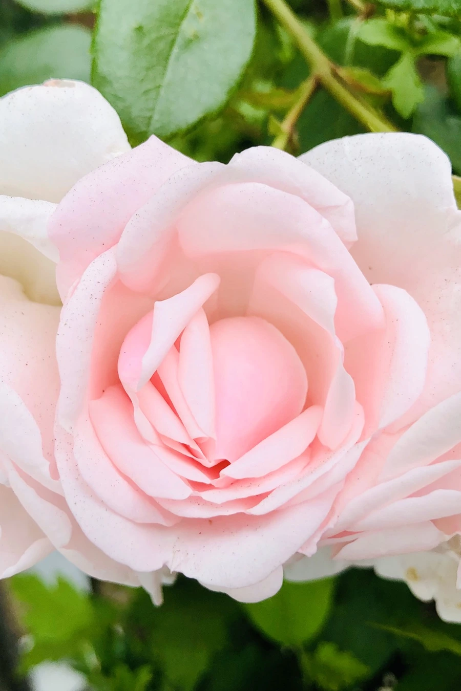 IMG_8878.jpg?type=w966