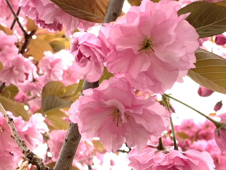 IMG_5479.jpg?type=w966