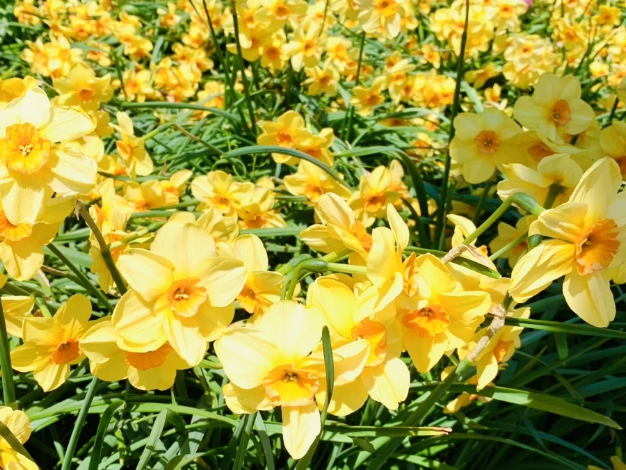 IMG_4793.jpg?type=w966