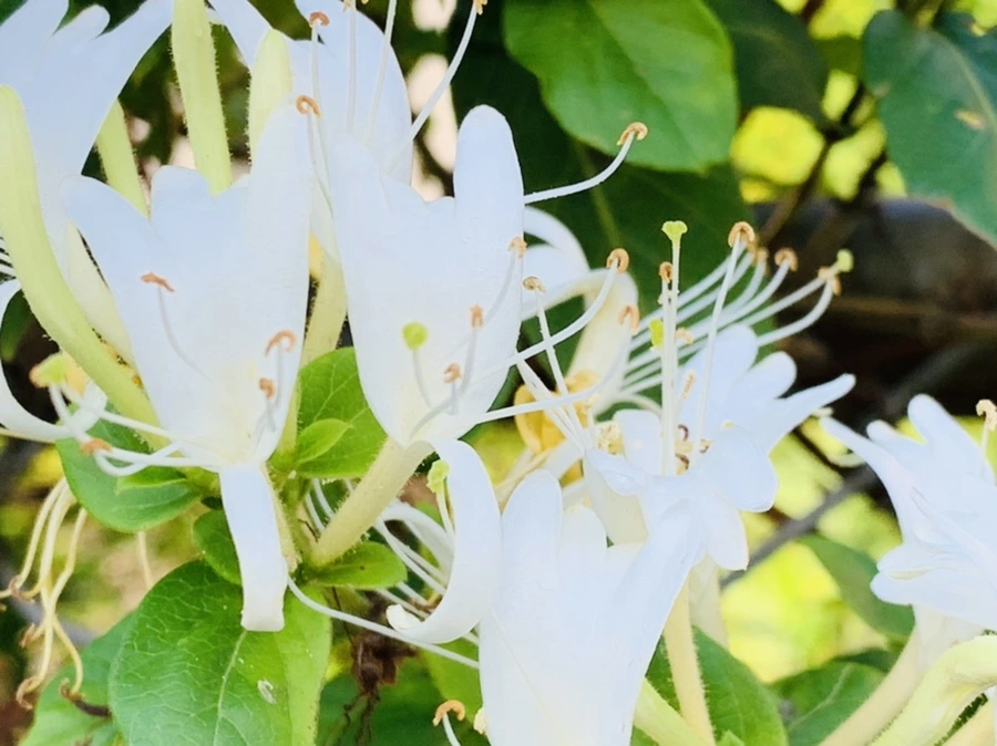 IMG_5200.jpg?type=w966