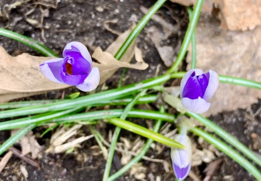 IMG_7069.jpg?type=w966