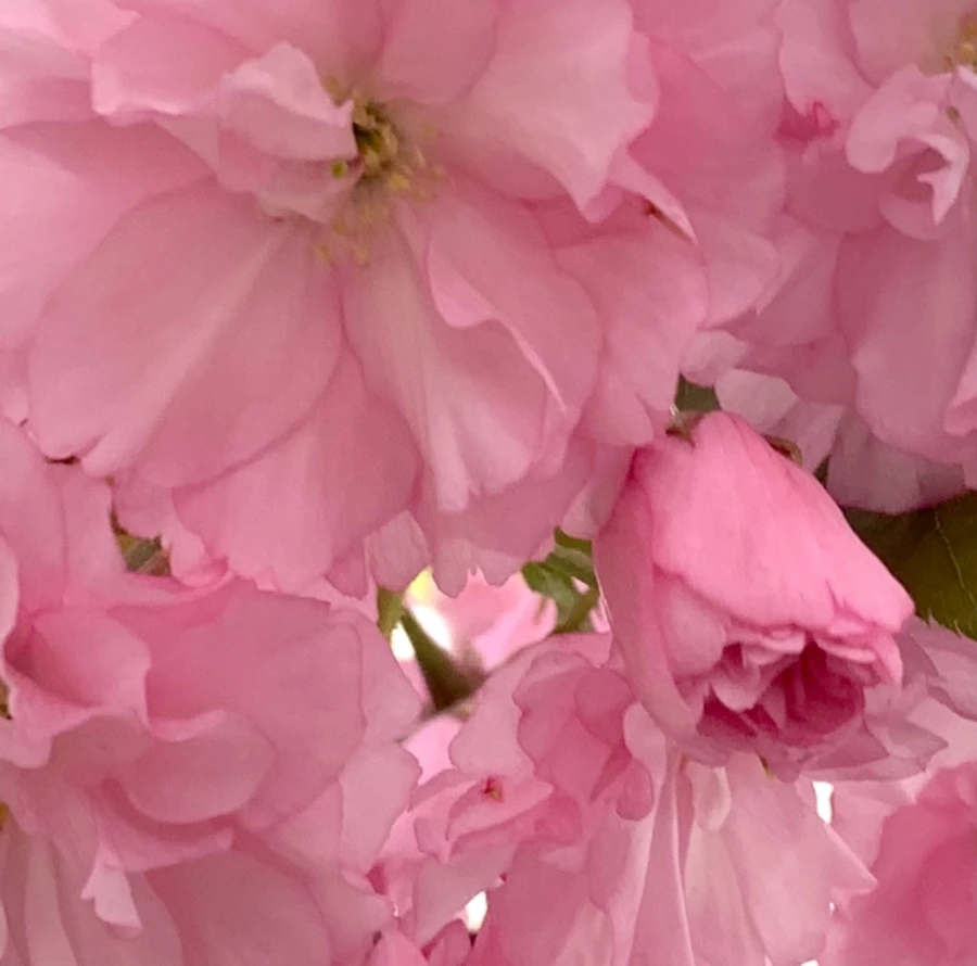 IMG_5484.jpg?type=w966