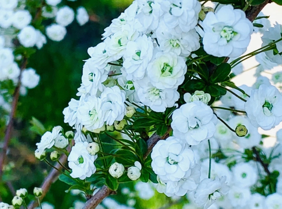 IMG_3302.jpg?type=w966