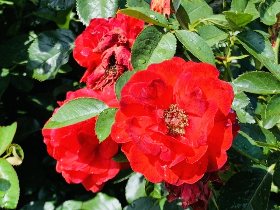 IMG_8402.jpg?type=w966