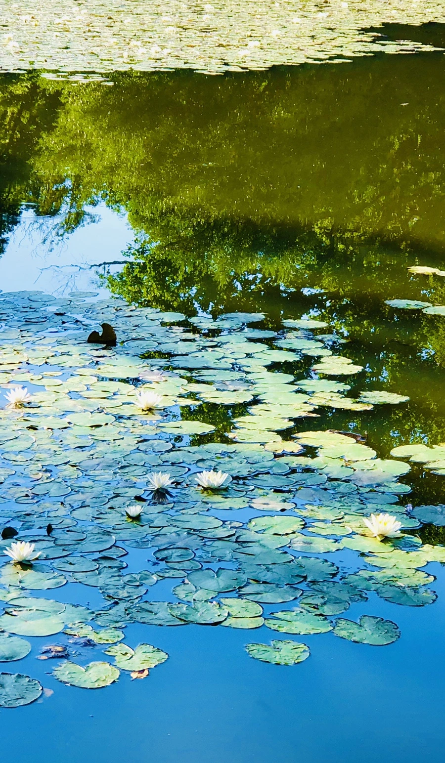 IMG_3900.jpg?type=w966