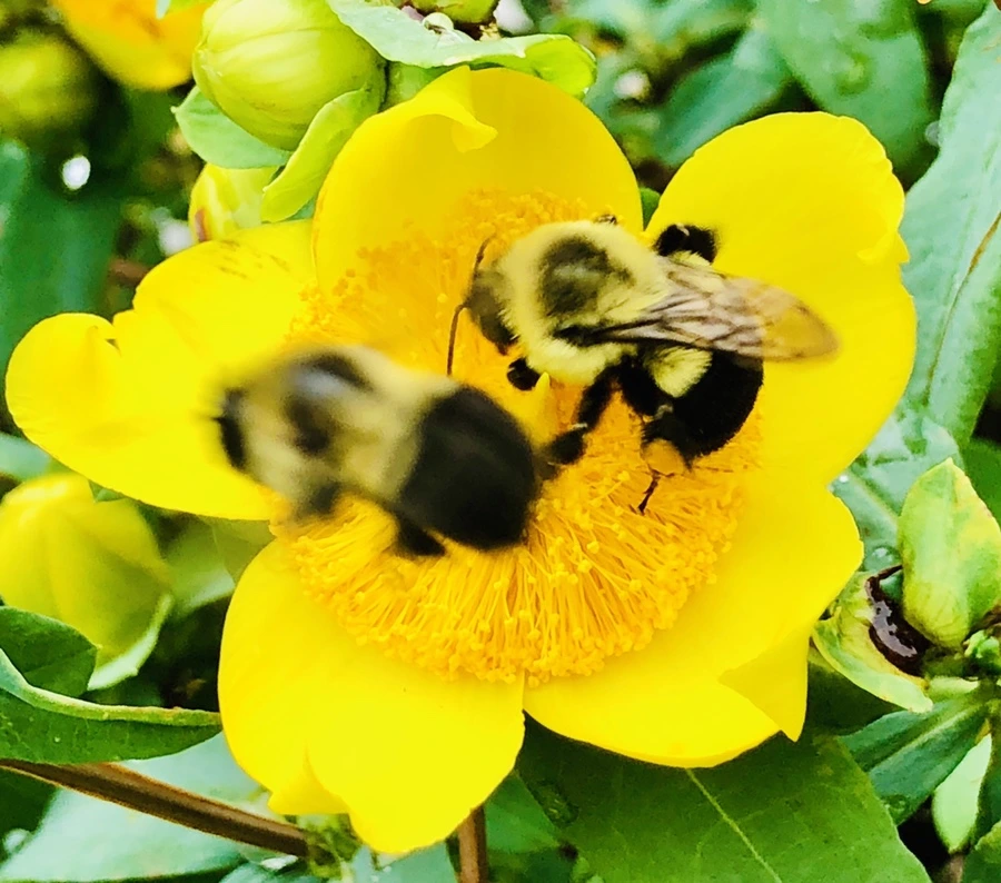 IMG_1224.jpg?type=w966