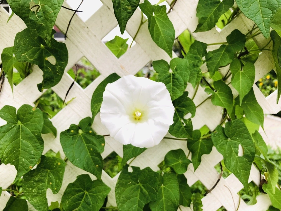 IMG_4320.jpg?type=w966