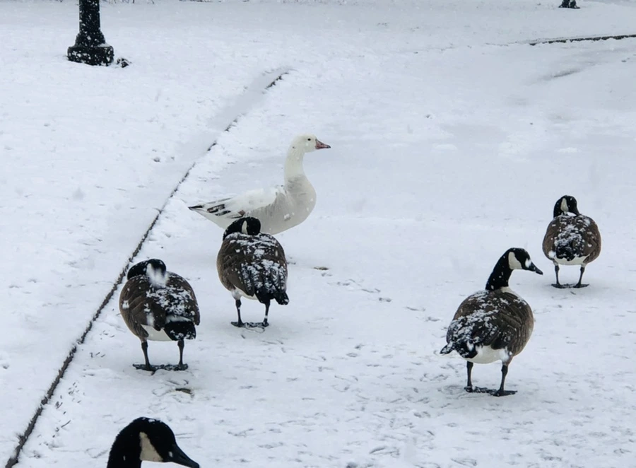 IMG_4214.jpg?type=w966