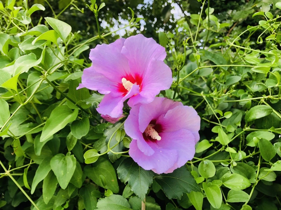 IMG_6966.jpg?type=w966