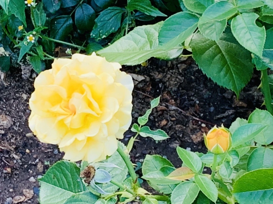 IMG_2932.jpg?type=w966