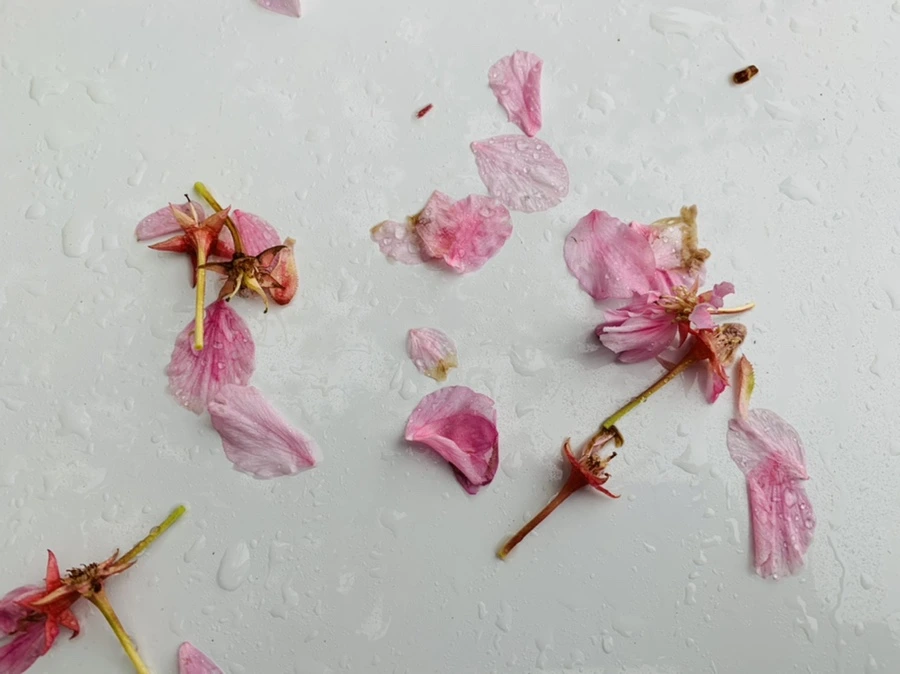 IMG_9255.jpg?type=w966