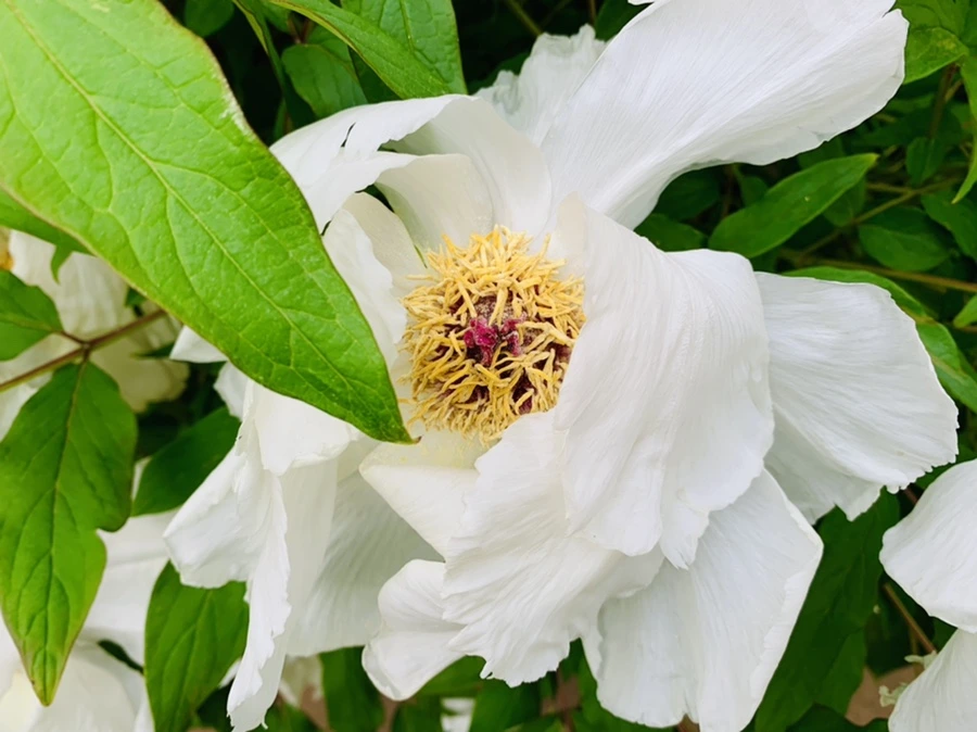 IMG_8941.jpg?type=w966