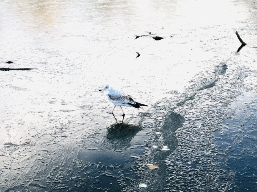 IMG_0831.jpg?type=w966