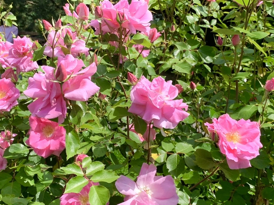 IMG_5799.jpg?type=w966