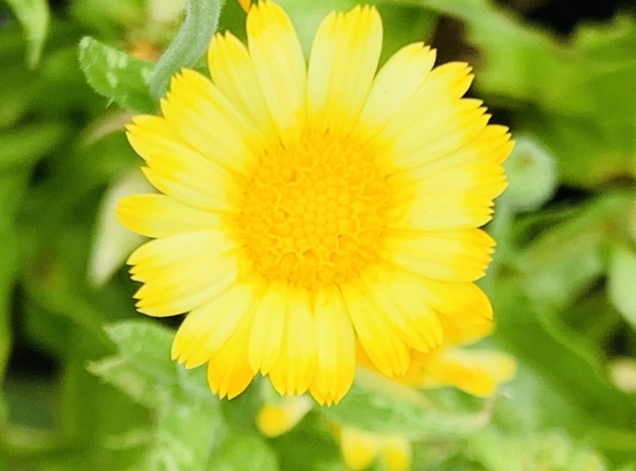 IMG_1043.jpg?type=w966