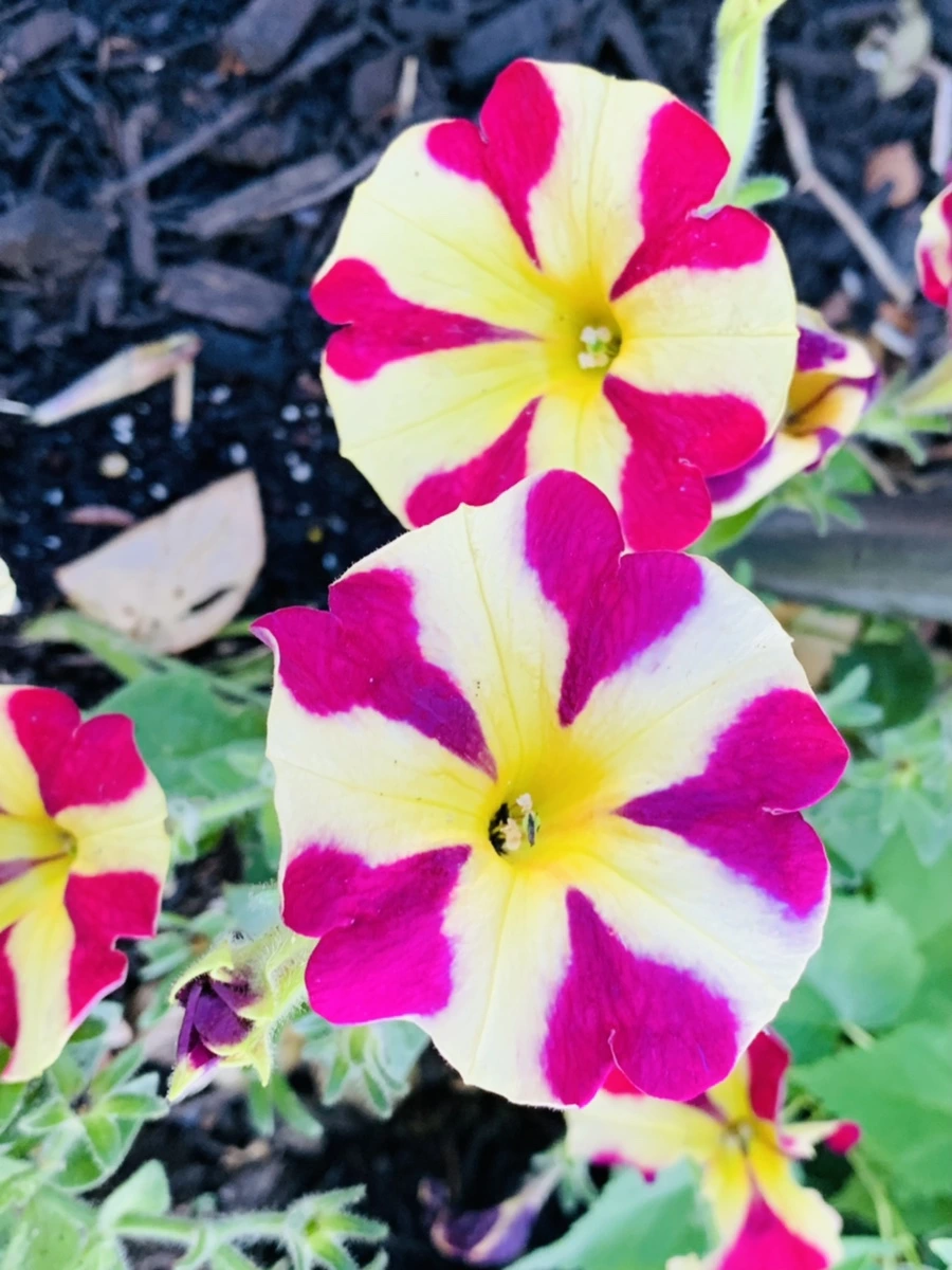 IMG_5185.jpg?type=w966