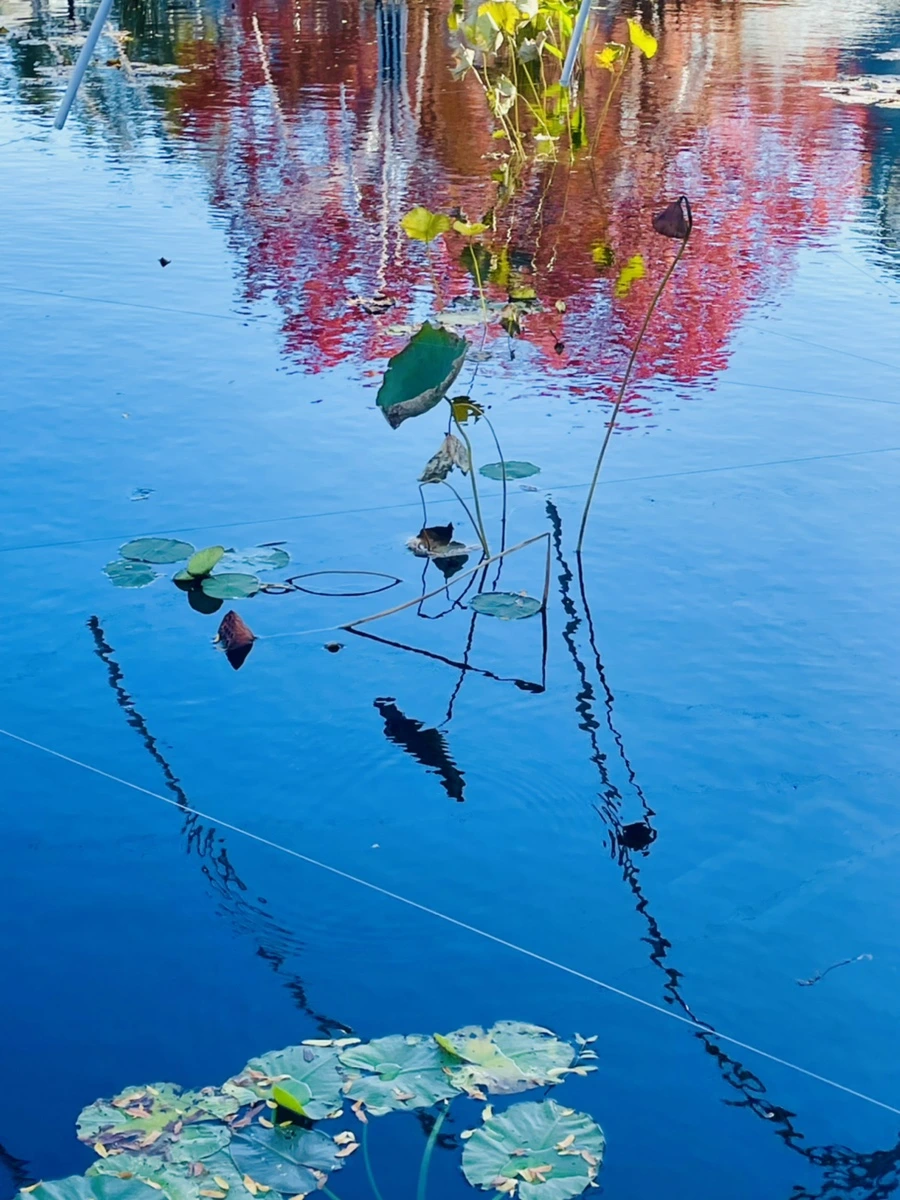 IMG_2047.jpg?type=w966