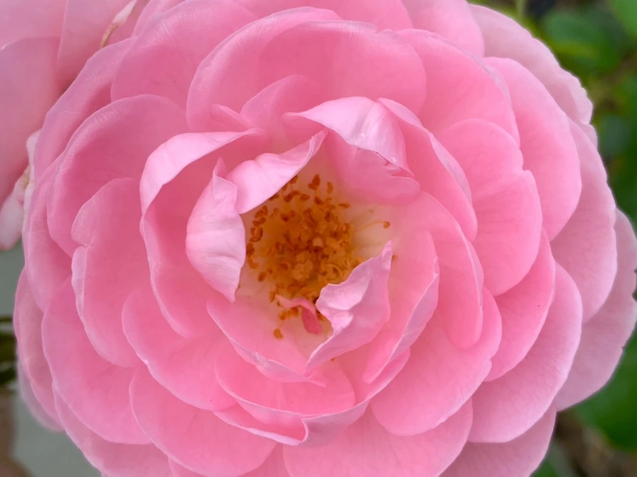 IMG_2677.jpg?type=w966