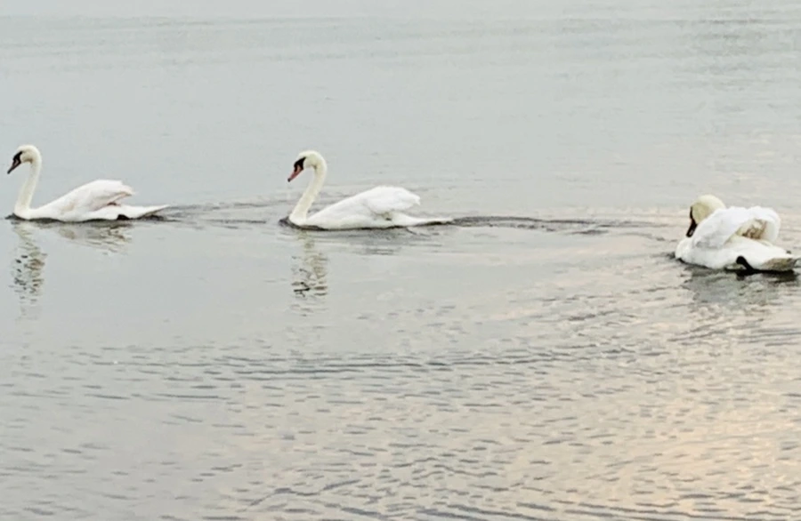 IMG_0333.jpg?type=w966