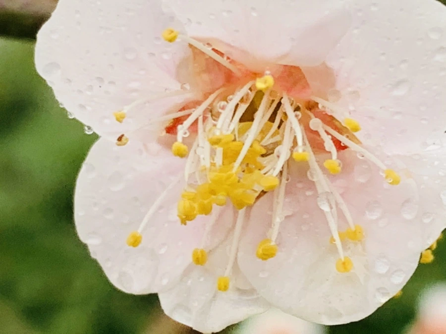 IMG_1869.jpg?type=w966