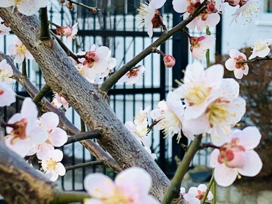 IMG_0851.jpg?type=w966