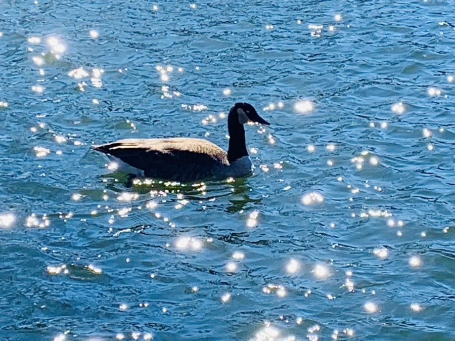 IMG_7579.jpg?type=w966