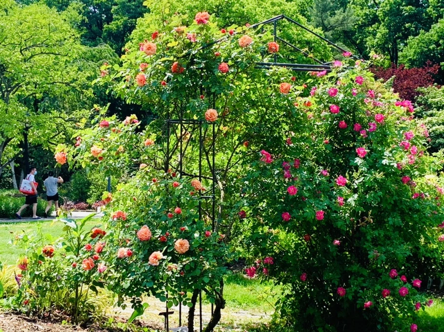 IMG_5856.jpg?type=w966