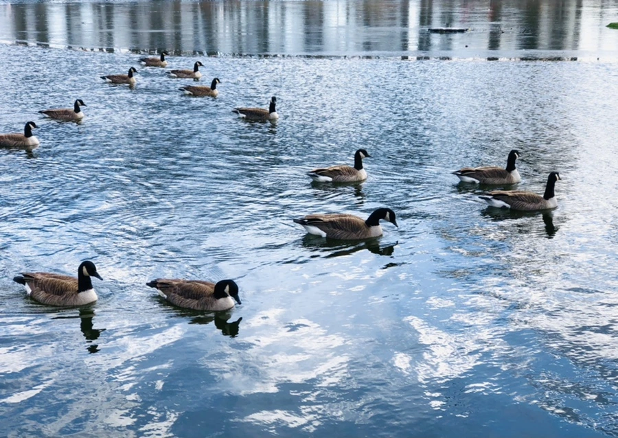 IMG_5249.jpg?type=w966