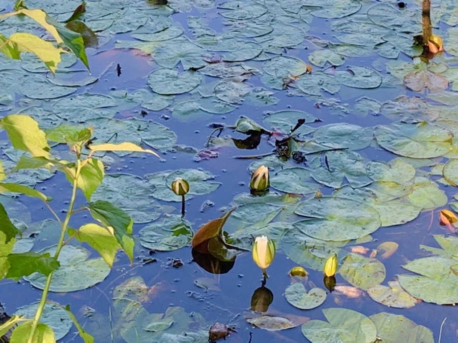 IMG_4336.jpg?type=w966