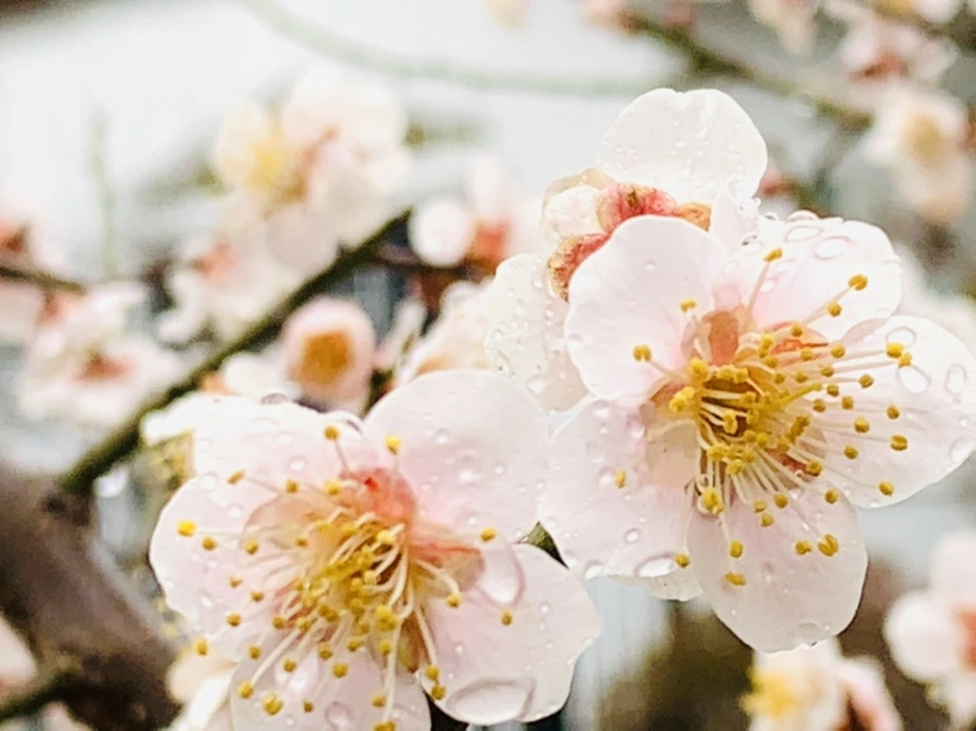 IMG_1909.jpg?type=w966