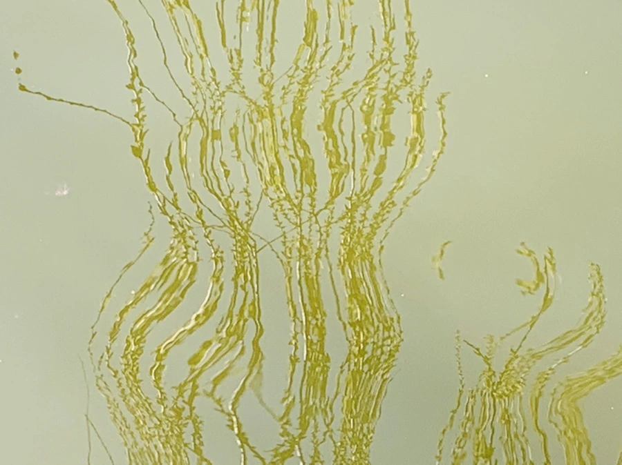 IMG_4427.jpg?type=w966