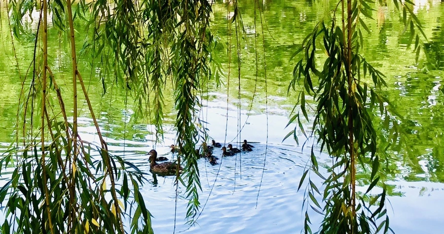 IMG_1114.jpg?type=w966