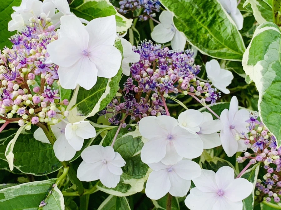 IMG_9171.jpg?type=w966