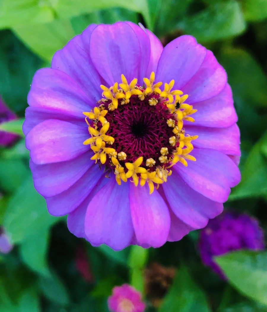 IMG_3627.jpg?type=w966